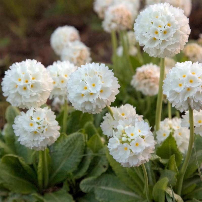 Primula Denticulata White- иглика топчеста бяла(1458)